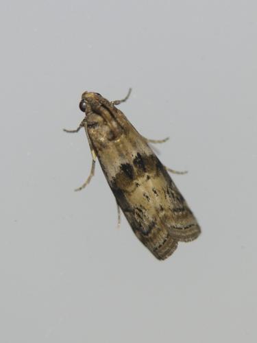 Réf. 306 495 : Phycita roborella